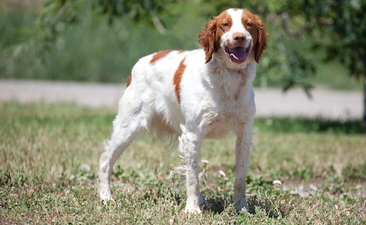 Epagneul breton chien de chasse