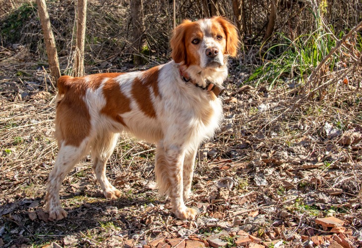 Chien Épagneul breton dans la forêt.