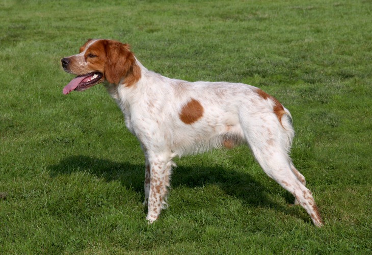 Spaniel Bretón tirando la lengua