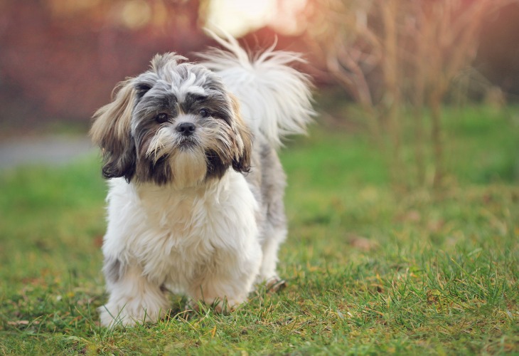 Le Shih Tzu jouant dans l'herbe.