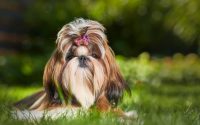 Shih Tzu dans l'herbe