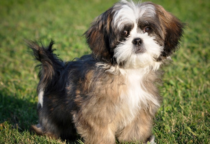 Le Shih Tzu au regard troublant.