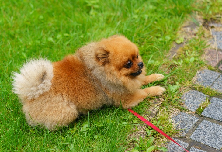 Spitz Nain Race De Chien Hello Animaux