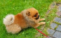 Spitz nain allongé dans l'herbe en promenade