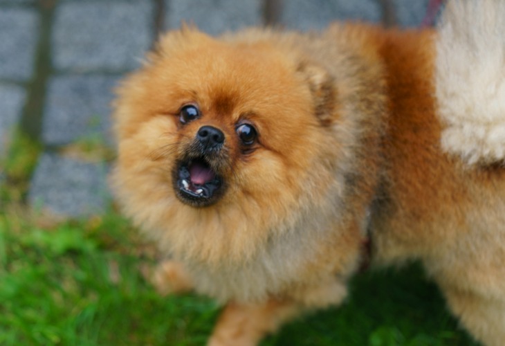 Zoom sur la tête de ce chien