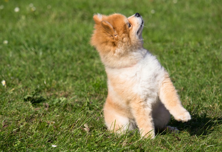 Le Spitz nain dans l'herbe.