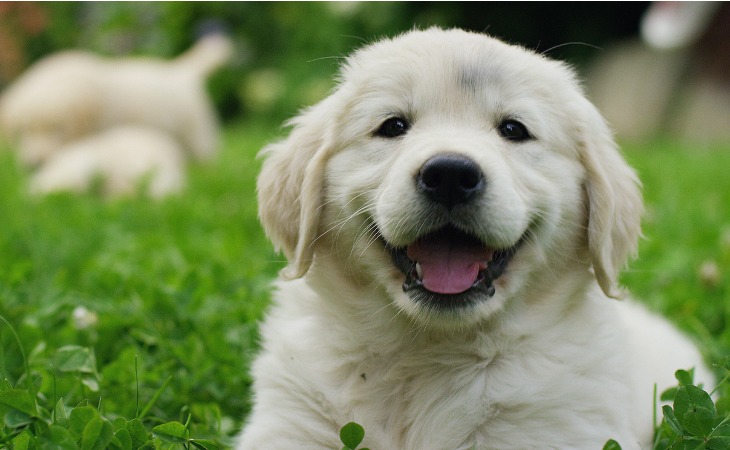 cachorro Golden Retriever : acogerlo en casa