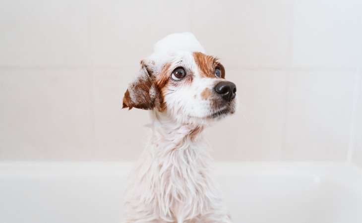 Donner le bain à son chien