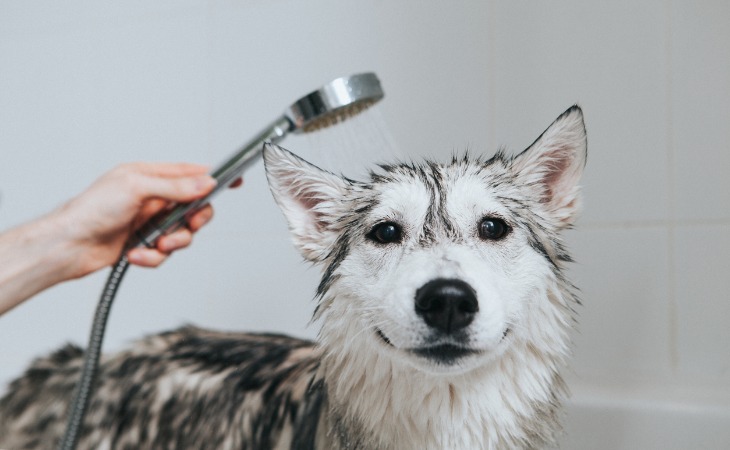 lavando un perro en la bañera