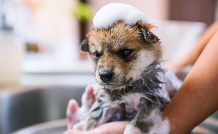 Chiot qui prend son bain