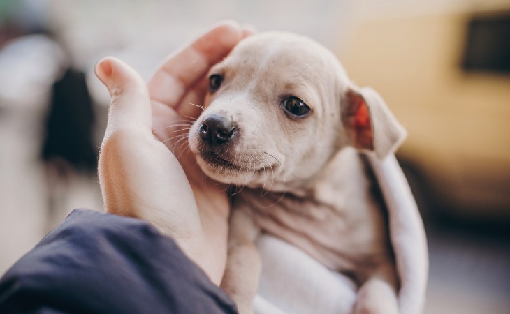 accueillir un chiot à la maison