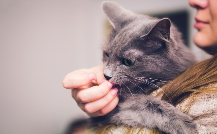 chat lèche propriétaire