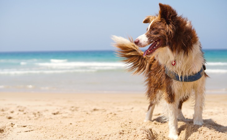 dangers pour votre chien à la plage