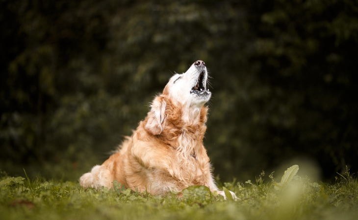 perro ladra demasiado 