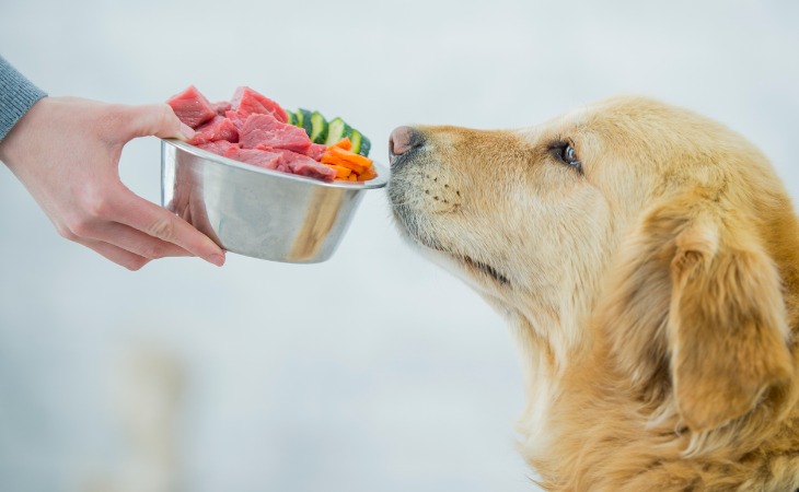 comida perro necesidades 