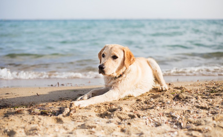 perro en la playa