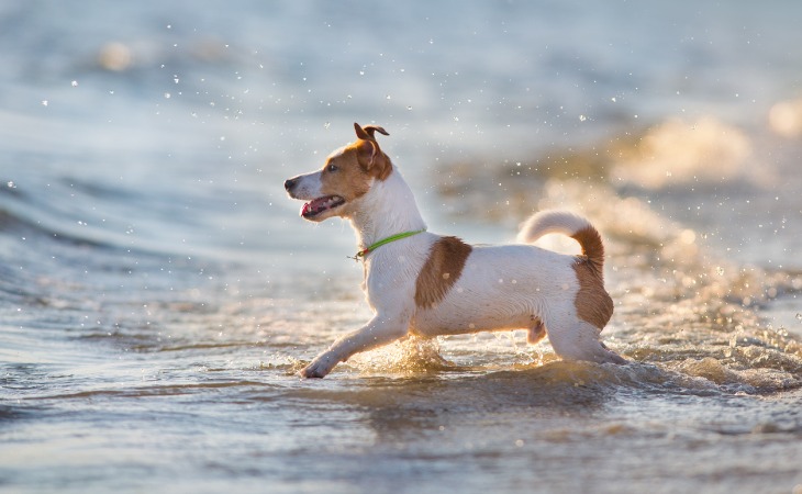 chien à la plage