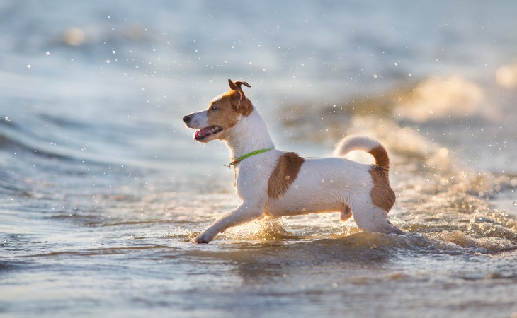 perro en la playa