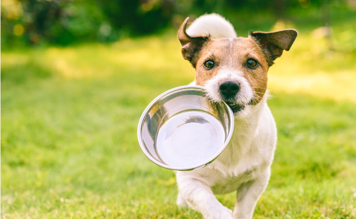 Comprendre les besoins nutritionnels du chien