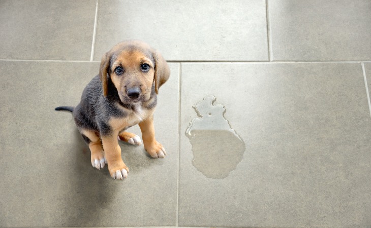 Comment apprendre à votre chien à faire ses besoins dehors ?