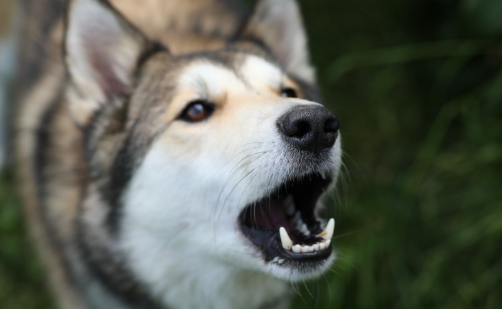 chien stressé