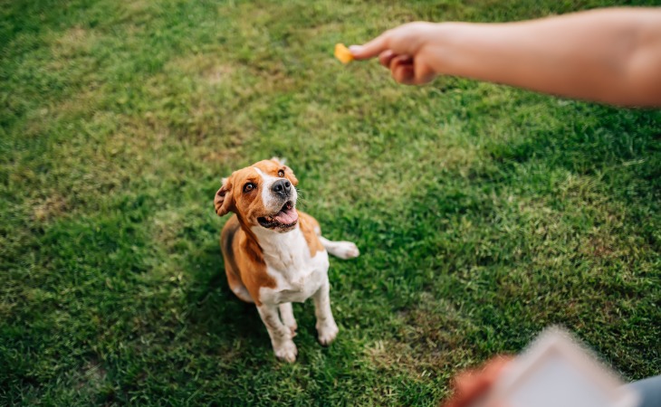 perro educación recompensa