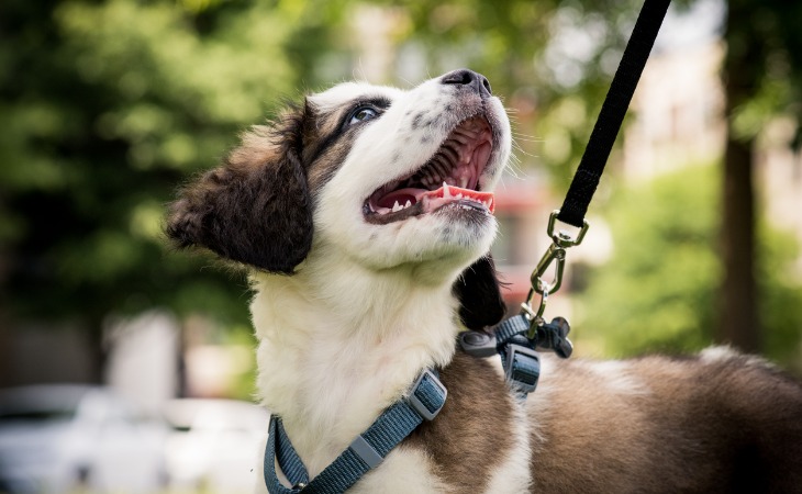 Apprendre au chien à ne pas tirer en laisse
