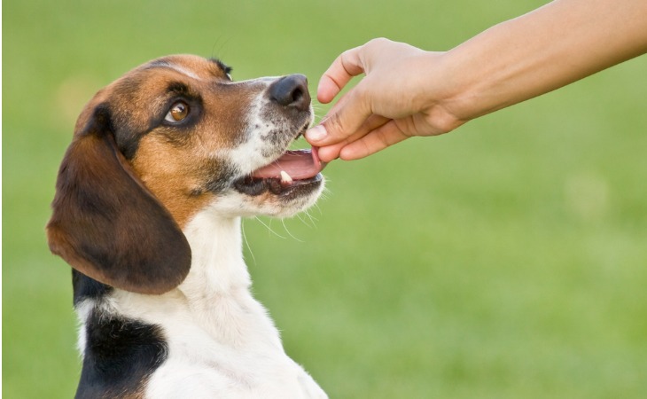 educación positiva del perro con golosinas 