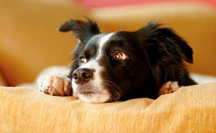 Comment savoir si mon chien est stressé ?