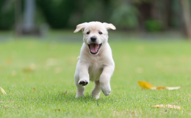 cachorro educación paseo