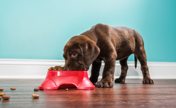 necesidades nutricionales del perro