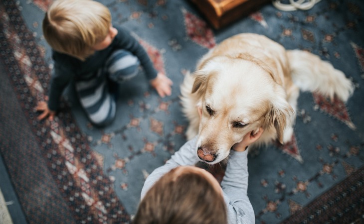 Comment devenir famille du0027accueil pour chien ? - Hello Animaux