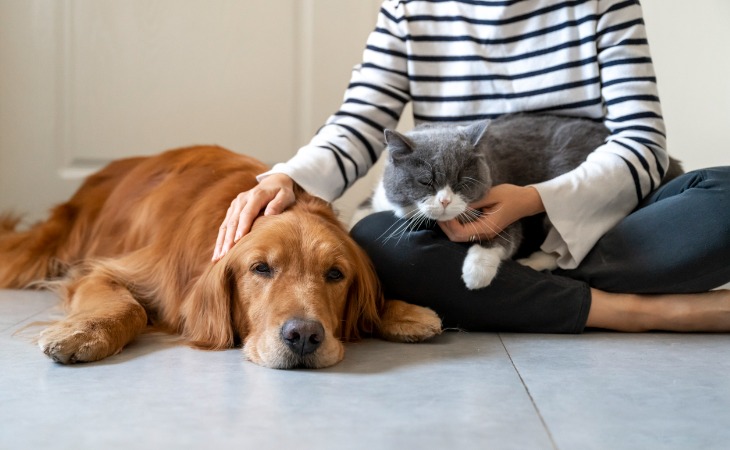 accueil chien famille