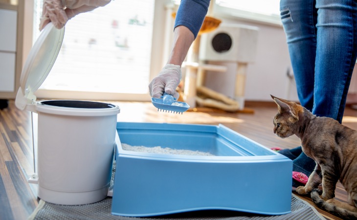 elegir la arena para gatos