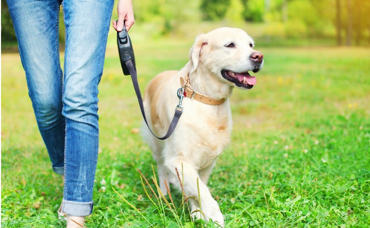 perro caminando con correa