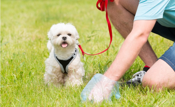 Chien en laisse dans l'herbe attendant que son maitre ramasse.