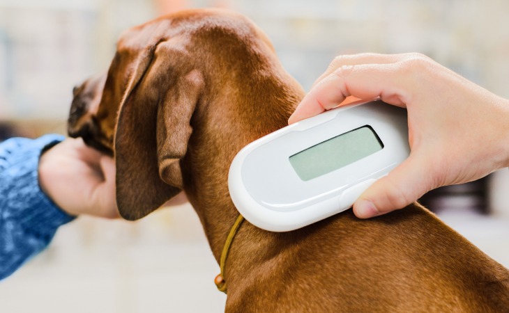 Identification du chien : tatouage, puce électronique