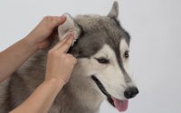 Comment nettoyer les oreilles du chien ?