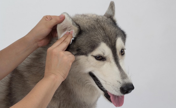 Comment nettoyer les oreilles du chien ?
