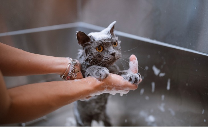 Comment laver mon chat correctement ?