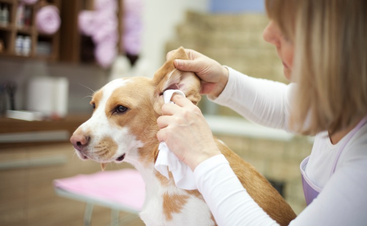 limpiar oreja perro 