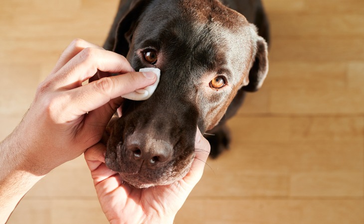 limpiar ojos perro 