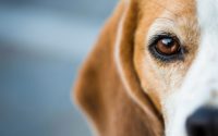 Comment nettoyer les yeux du chien ?