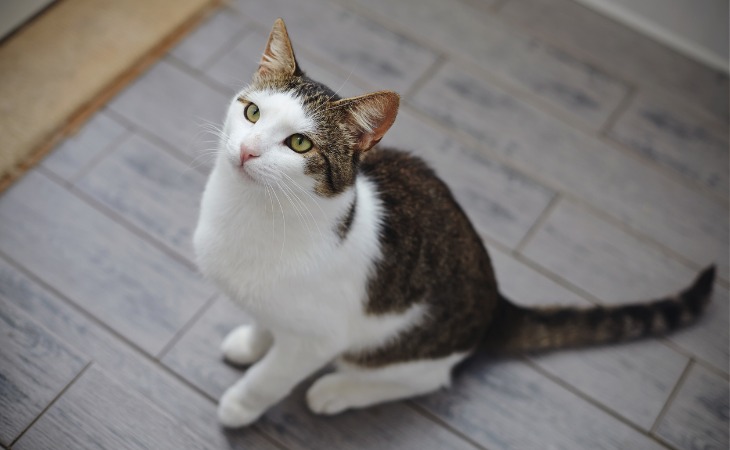 Gato esperando su comida. 