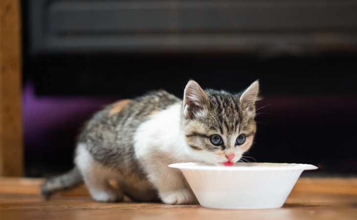 Chaton qui mange