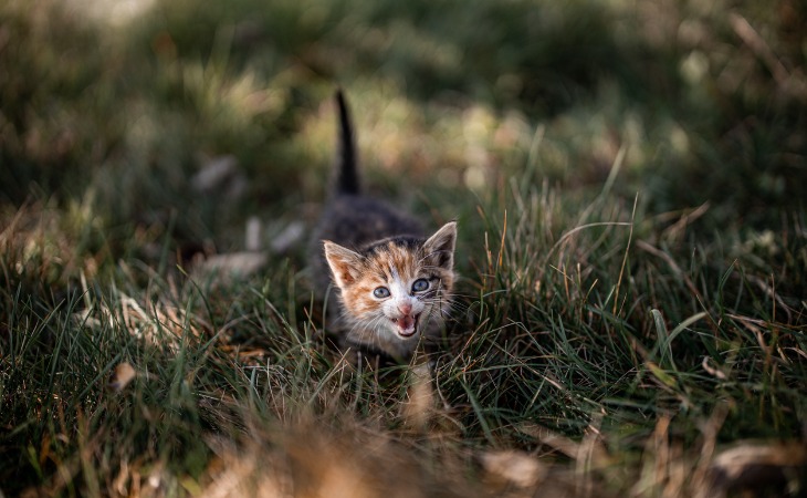 Chaton qui miaule