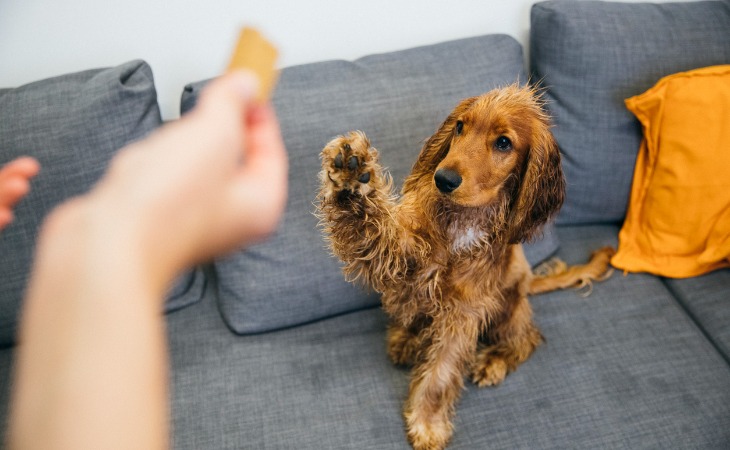 Perro que levanta la pata para conseguir una golosina