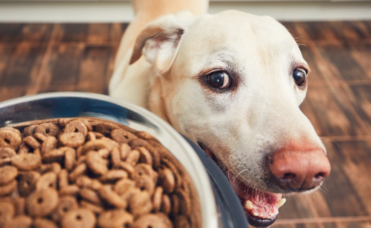 Chien qui attend ses croquettes avec impatience