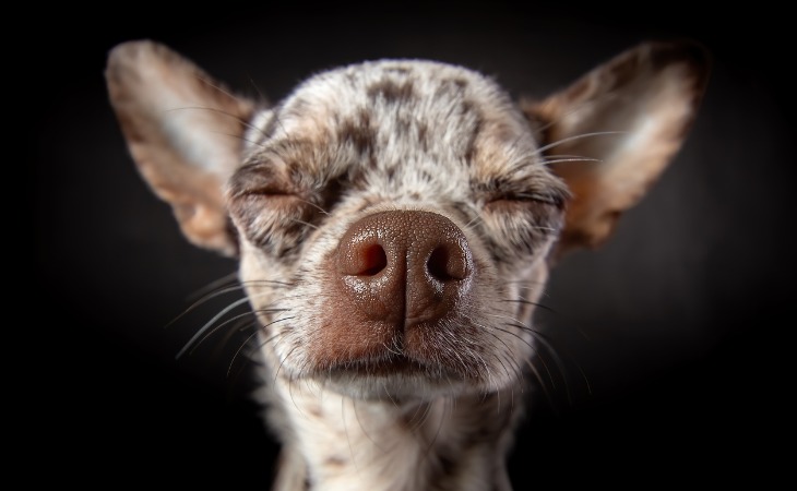 Chihuahua con pelaje merle