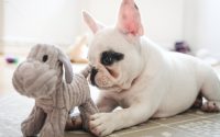 Bouledogue Français qui joue avec sa peluche